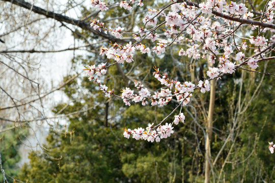 桃花盛开