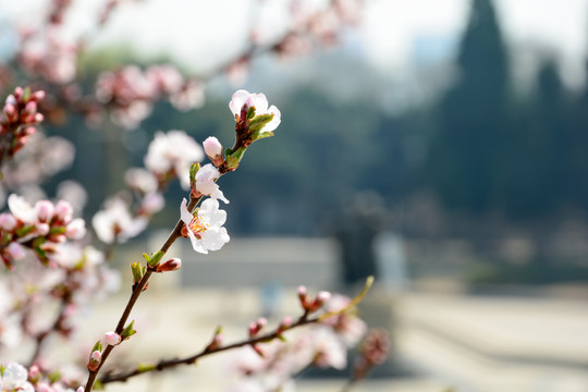 山桃花