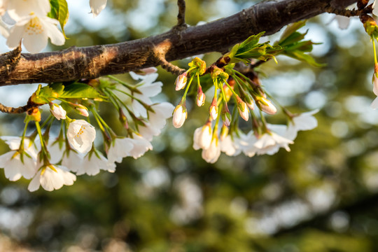 樱花