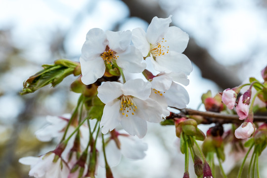 樱花