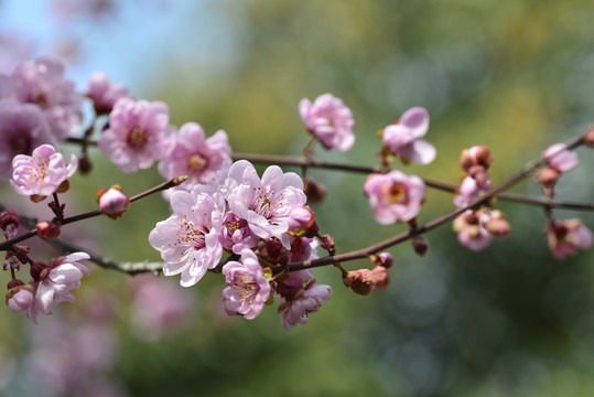 盛开的桃花