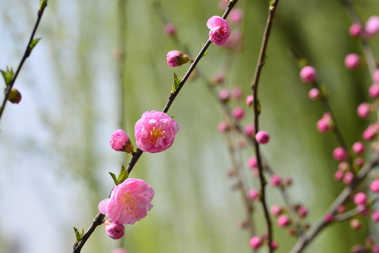 盛开的桃花