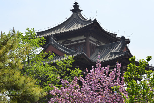 日本樱花花海