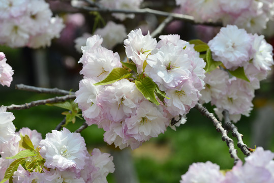 日本樱花花海