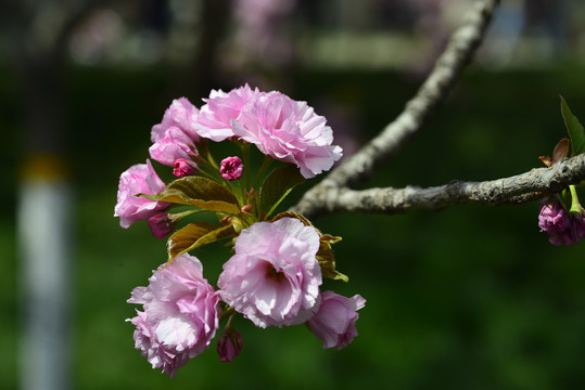 日本樱花花海