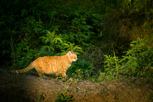 猫