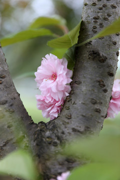 粉红樱花