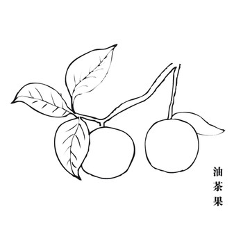 油茶果