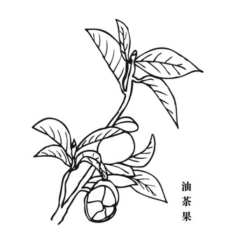 油茶果