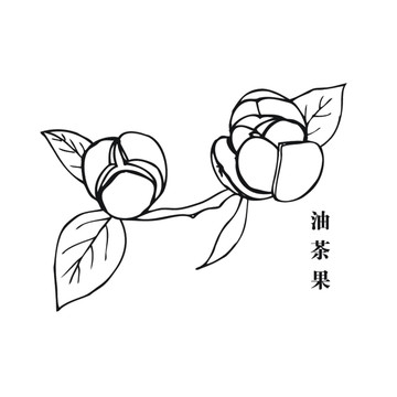 油茶果