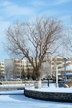 冬季小区雪景