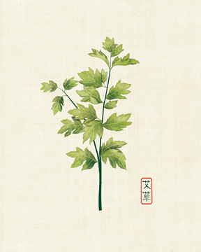 艾草圖片