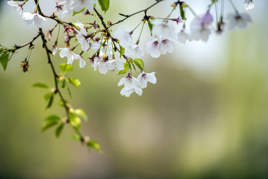 樱花