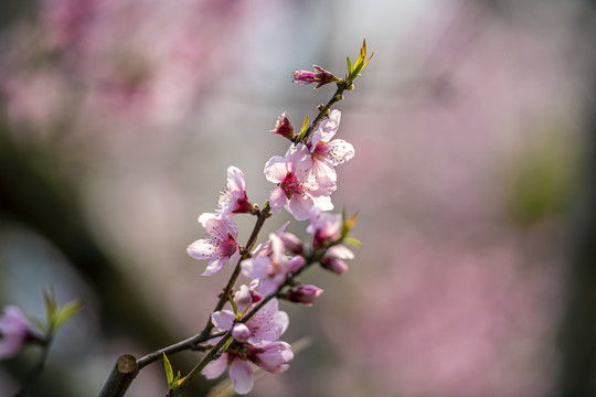 桃花