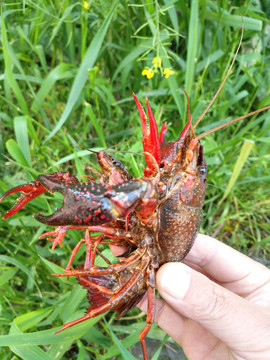 静物稻田小龙虾