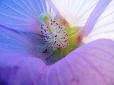 木槿花花蕊