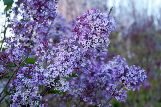 丁香花开