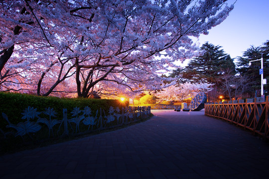樱花夜景