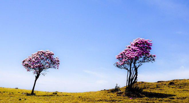 杜鹃花