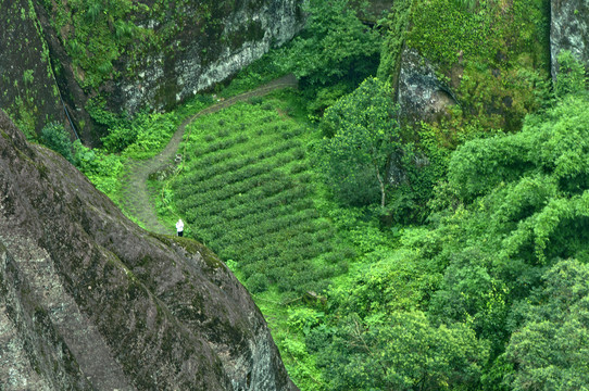 茶洞风景