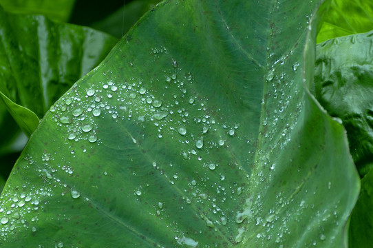 芋头叶有水珠