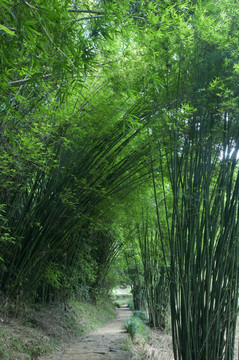 竹林小道