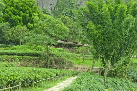 云窝茶室风景