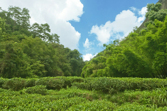 武夷山茶园绿意