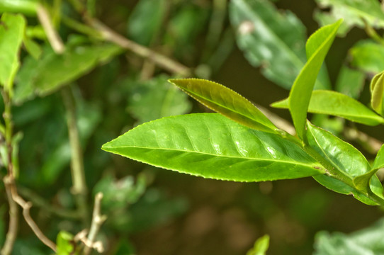 茶叶高清图