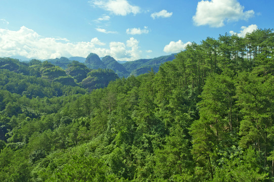 武夷山森林