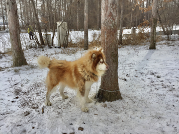 雪犬