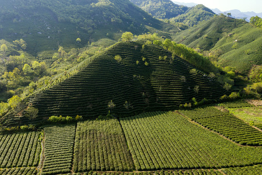 茶山茶田