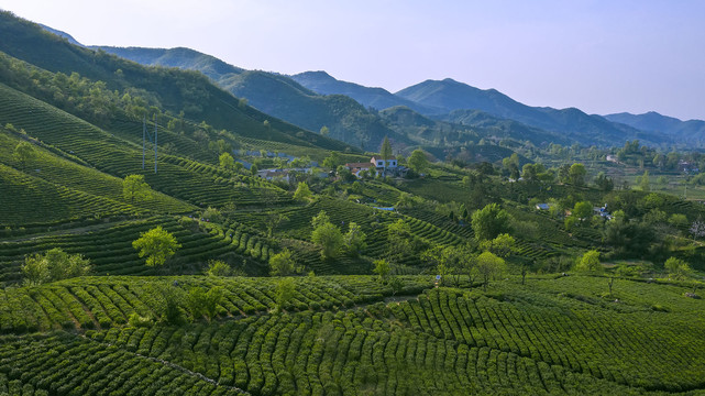 茶山田园