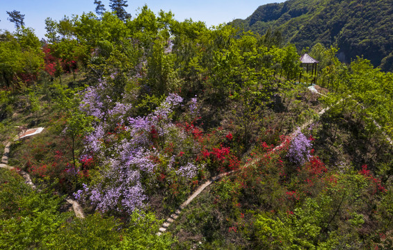 杜鹃花