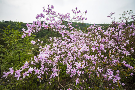 杜鹃花