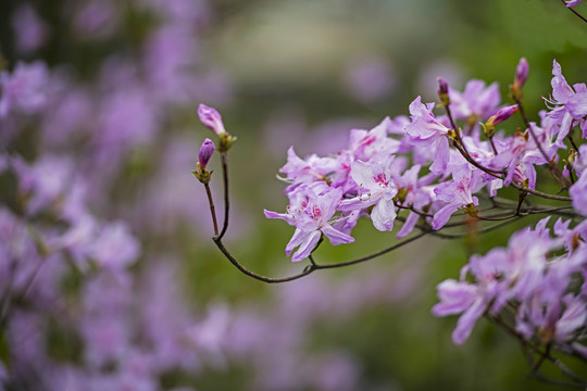 杜鹃花