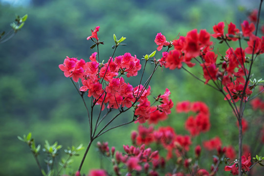 杜鹃花