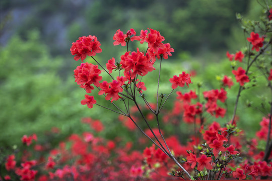 杜鹃花