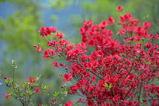 杜鹃花