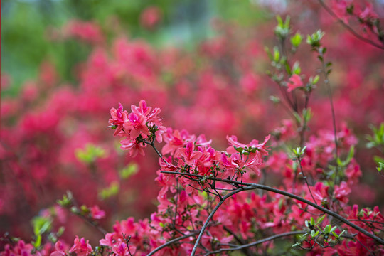 杜鹃花