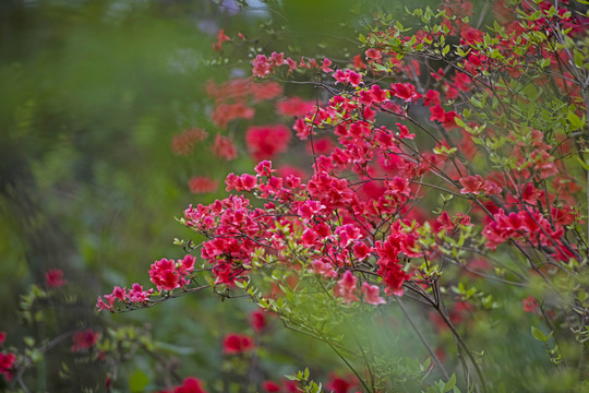 杜鹃花