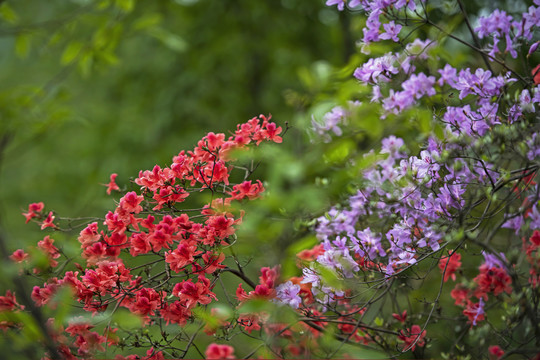 杜鹃花