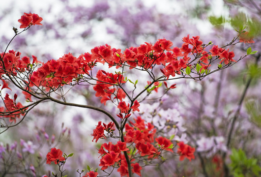 杜鹃花