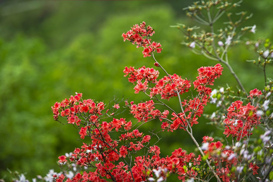 杜鹃花