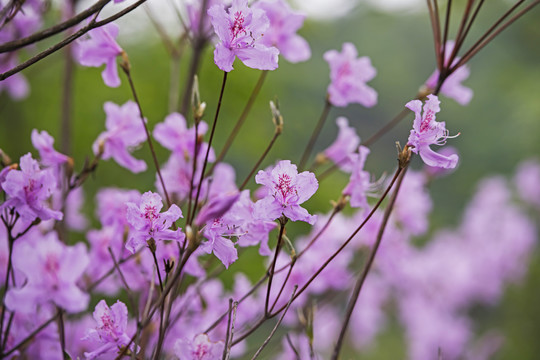 杜鹃花