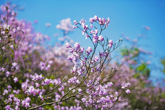 杜鹃花