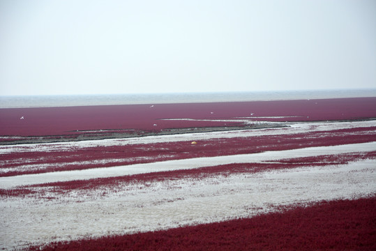 红海滩