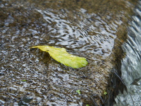 落叶流水