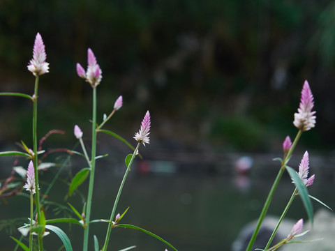 水塘边的植物