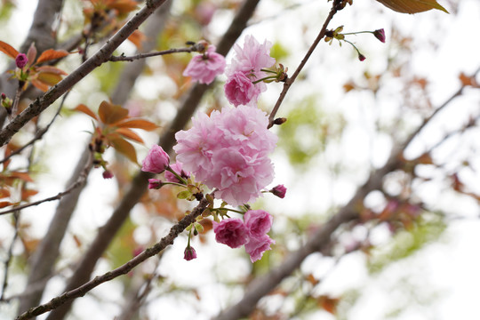 樱花